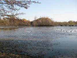 Rokytka 1-Pískovna-výlov 12.11.09 (4).jpg